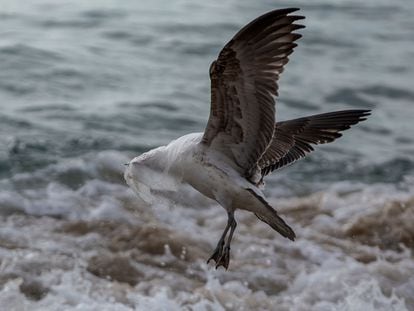 Una gaviota intenta zafarse de una bolsa de plástico en la playa de Caleta Portales, en Valparaíso, Chile.