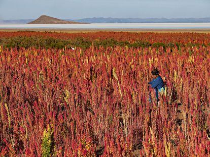 Plantação de quinoa no povoado boliviano de Jirira. Sua capacidade de adaptação permite com que ela cresça tanto em solos secos como úmidos.