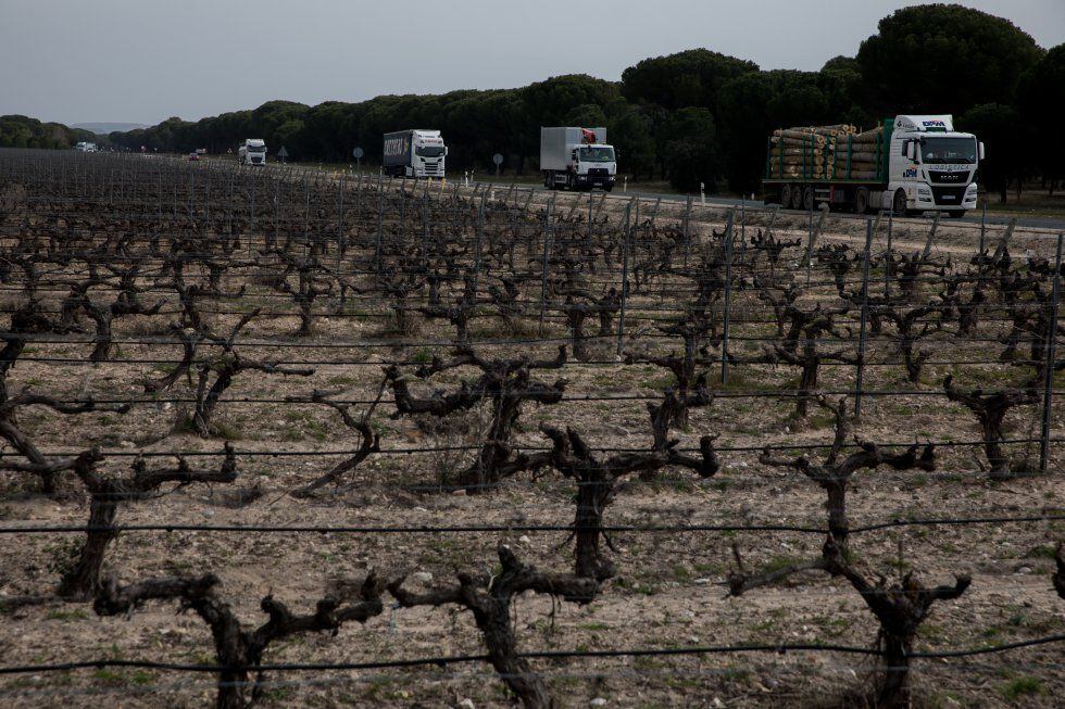 El Consejo Regulador de Ribera del Duero ve con “preocupación” el aumento de macrogranjas y plantas de biogás