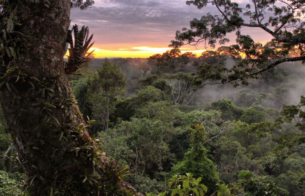 Descubra el Amazonas en el centro del planeta | Fortunas | Cinco Días