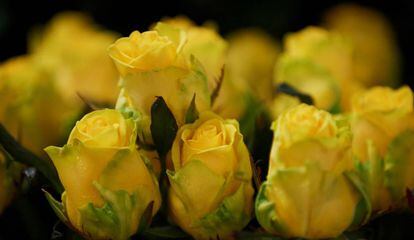 Los floristas esperan vender 600.000 rosas amarillas.