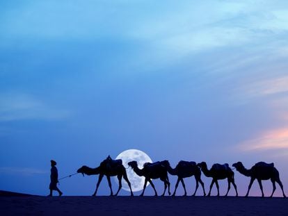 Camellos en las dunas de Merzouga, al sur de Marruecos.