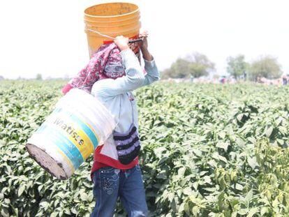 Una ni&ntilde;a mixteca trabaja en un campo en Guanajuato.