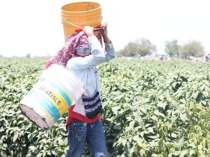 Una ni&ntilde;a mixteca trabaja en un campo en Guanajuato.