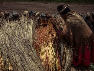 Una campesina coloca las plantas de quinoa recién cortadas contra un muro de piedra, tapadas, para secarlas y procesarla.