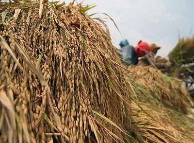 Agricultores preparan la producción de arroz en un campo en el norte de Indonesia.