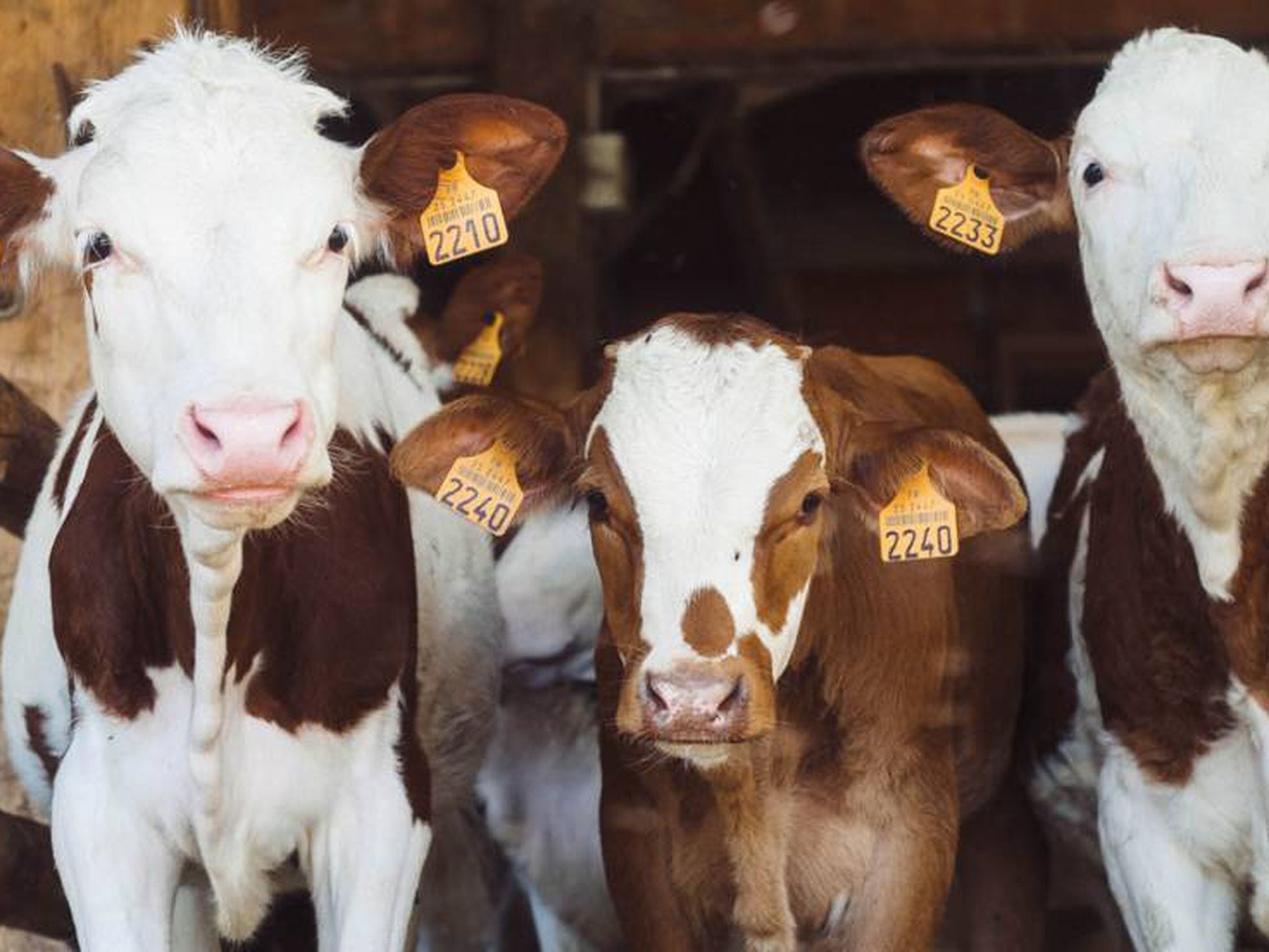 Sí, comer carne afecta al clima, pero las vacas no matando planeta | Planeta | EL PAÍS