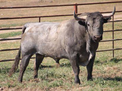 'Mecedor', uno de los toros de Victorino Martín reseñados para el Domingo de Ramos en Las Ventas.