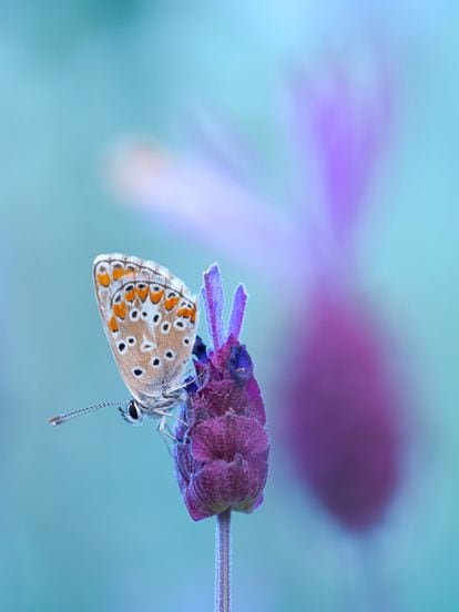 Mariposa diurna del género 'Lycaenidae' sobre una flor de lavanda al amanecer en la sierra de Madrid. Hasta que la temperatura del aire no es suficientemente cálida o el sol no la alcanza, la mariposa no puede volar. 