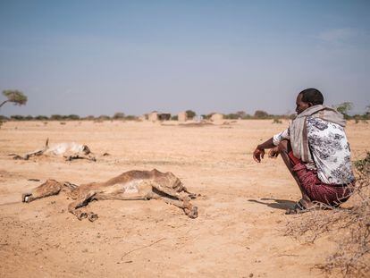 Un hombre observaba a su ganado muerto por la sequía y la hambruna en Etiopía.
