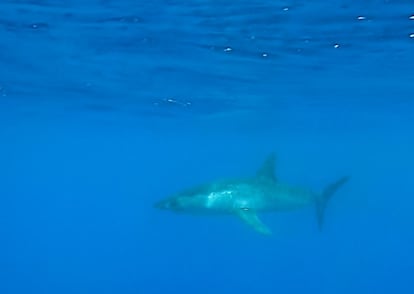 El ejemplar de Marrajo documentado en la costa del Garraf (Barcelona)