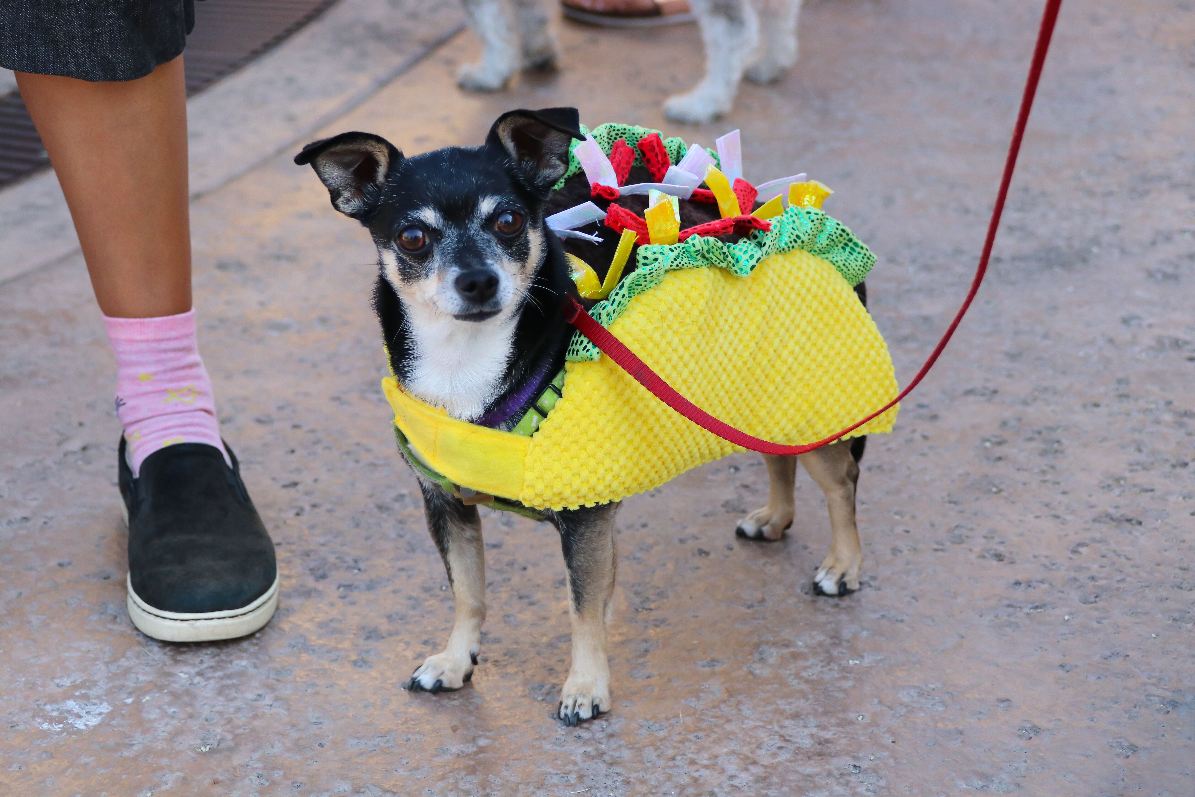 A chihuahua is dressed as a taco.