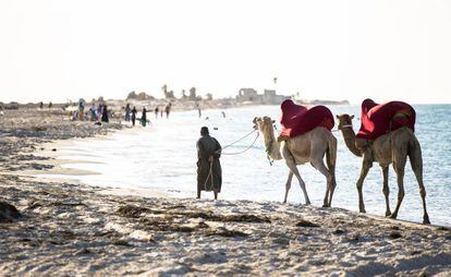 Camellos para paseos turísticos en una playa de la isla de Djerba, frente a la costa de Túnez. 
