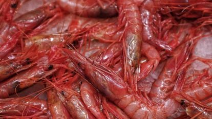 Gamba roja de Sóller, Pollença, Cala Rajada, Alcúdia, el Port de Felanitx, Cabrera, Cala Figuera, Palma, Maó, Ciutadella, Eivissa... Palamós o Vinaròs.