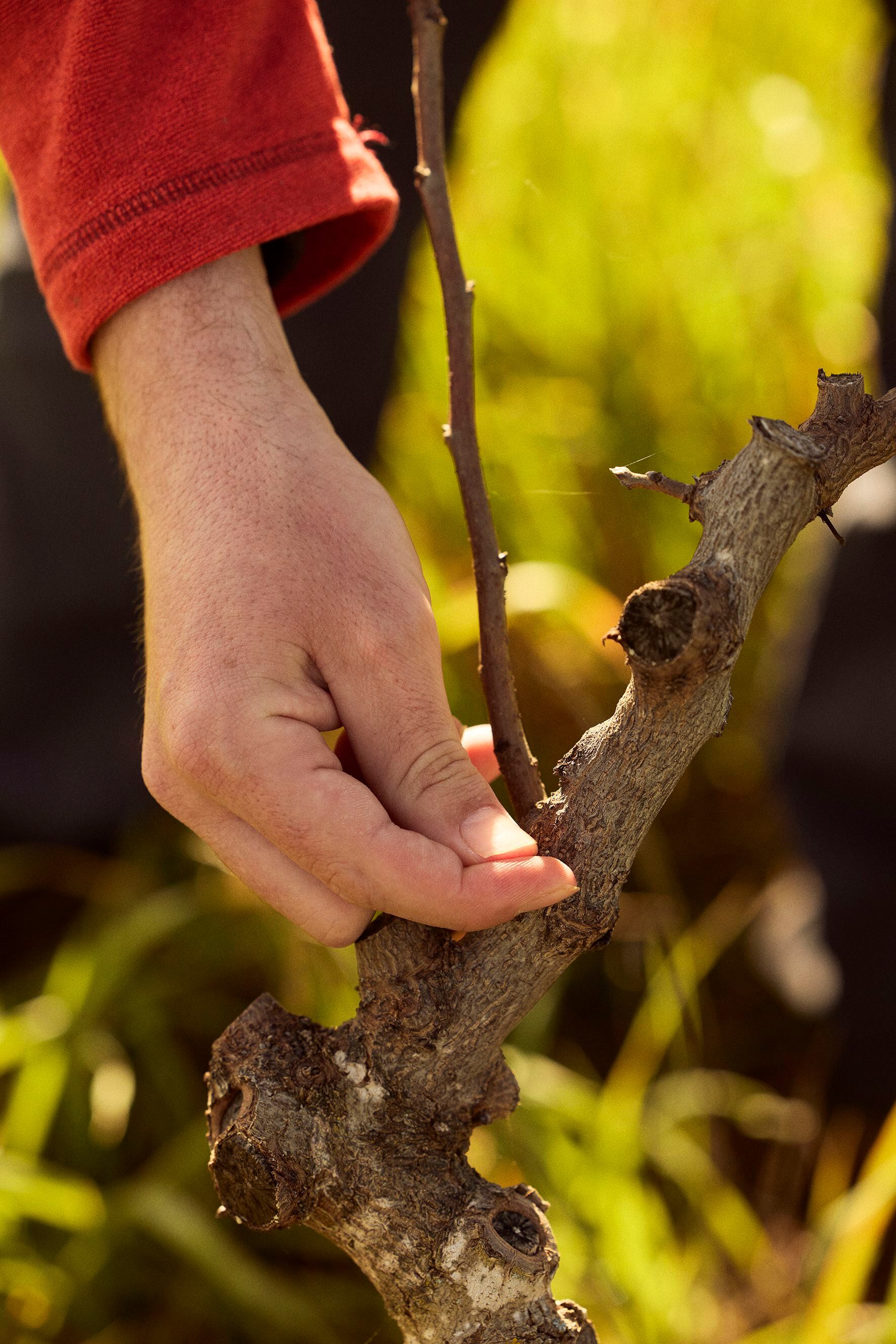 El joven muestra cómo deben podarse los árboles de los pistachos, una tarea delicada y clave para este tipo de cultivos. 