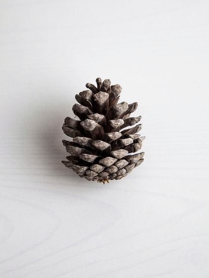 Piña de pino carrasco (Pinus halepensis). 