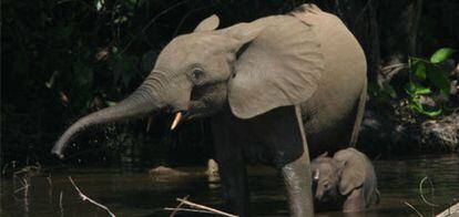 El 11,4% de los mamíferos de la cuenca del Congo están amenazados.