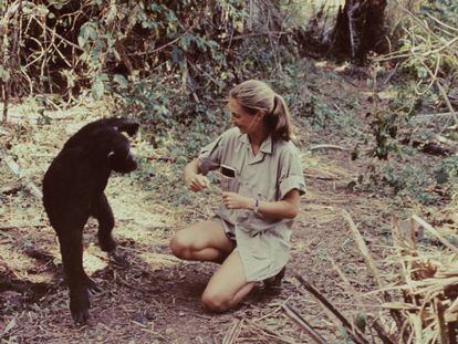 La primatóloga británica Jane Goodall en el Parque Nacional Gombe Stream (Tanzania)