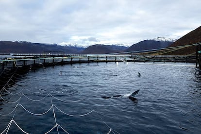 Una de las instalaciones con anillos en las que la empresa noruega Lerøy cría salmones en acuicultura