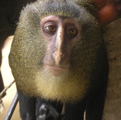 Un ejemplar adulto del nuevo mono africano lesula ('C. Lomamiensis').