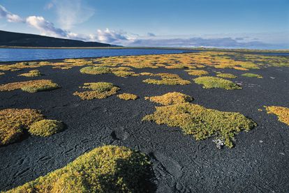 Líquenes y musgos cubren la taiga de la llanura islandesa de Kelduhverfi. 