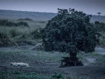 Una leona descansa al anochecer bajo un árbol en el interior del Parque Nacional del Masái Mara, en el suroeste de Kenia. La pérdida billonaria de ingresos del sector turístico supone también un riesgo para la propia existencia del Mara, bordeado por unas 15 áreas de conservación privadas en las que más de 100.000 personas se benefician como arrendatarios, guías turísticos o guardabosques.