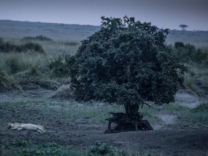 Una leona descansa al anochecer bajo un árbol en el interior del Parque Nacional del Masái Mara, en el suroeste de Kenia. La pérdida billonaria de ingresos del sector turístico supone también un riesgo para la propia existencia del Mara, bordeado por unas 15 áreas de conservación privadas en las que más de 100.000 personas se benefician como arrendatarios, guías turísticos o guardabosques.