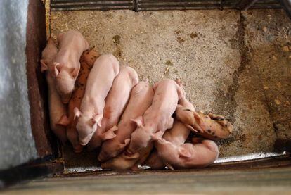Lechones en una granja porcina, en una imagen de archivo.