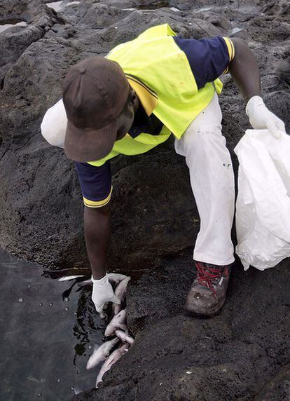 Un empleado municipal muestra un grupo de peces muertos que la marea ha llevado hasta la playa de La Restinga tras la erupción volcánica submarina.