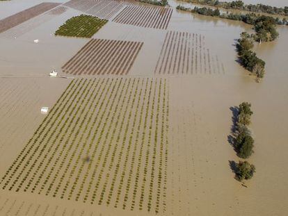 Cultivos inundados tras desbordarse el Guadalquivir en Sevilla.