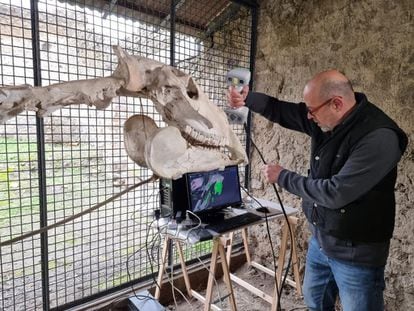 Study with laser scanner of the skeleton of the Maiuri horse in the archaeological park of Pompeii