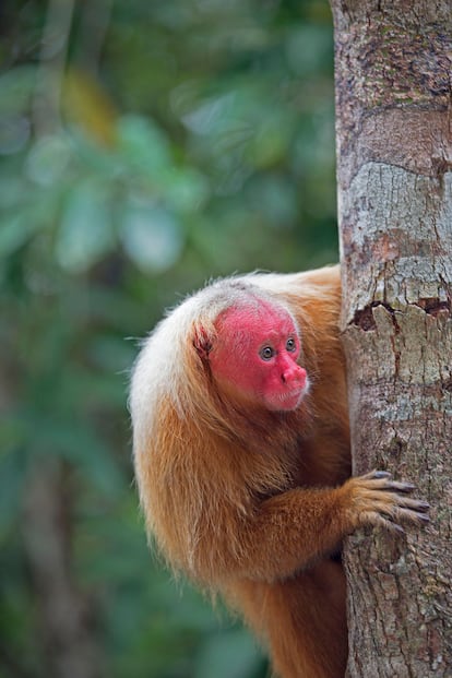 Un ejemplar de mono uakari ('Cacajao calvus') en el tronco de un árbol de la Amazonia.