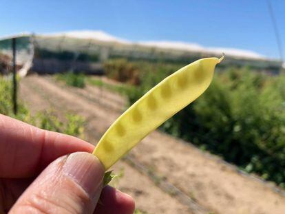 Guisantes amarillos / Capel