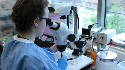 Una investigadora trabaja con un microscopio de disección en un laboratorio.