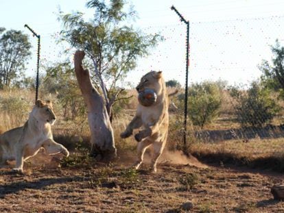 Los leones redujeron su distancia física a la mitad tras inhalar oxitocina.