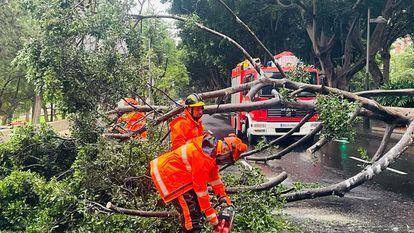 Bomberos de Santa Cruz de Tenerife retiraban este domingo las ramas de un árbol caído en la avenida Pérez Armas.