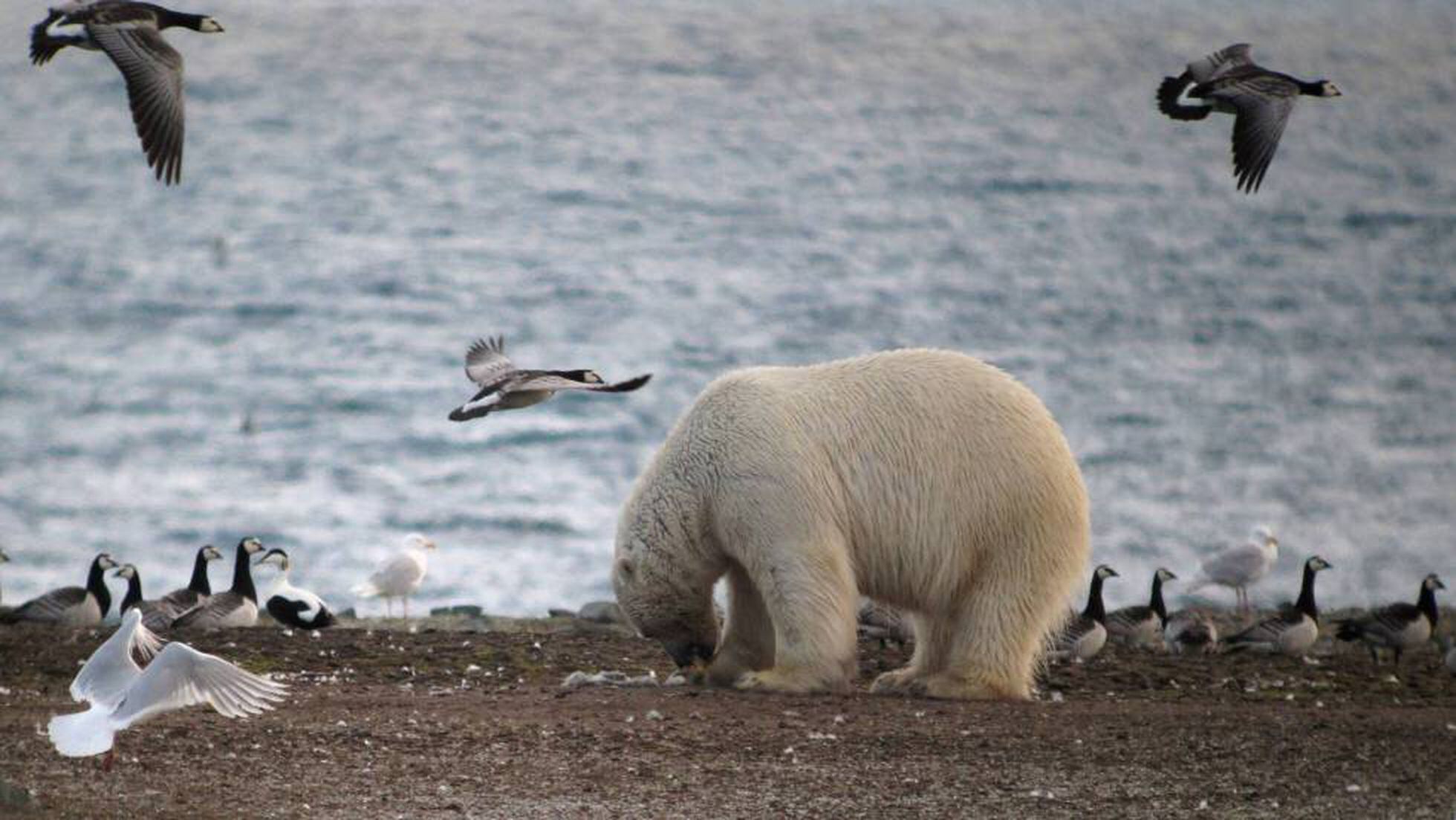 rápido emulsión Arcaico El cambio climático obliga a los osos polares a cambiar focas por huevos |  Ciencia | EL PAÍS