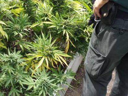 Plantación de marihuana desmantelada en Chinchón.