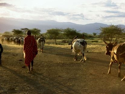 Pueblos pastoralistas indígenas en Kenia.