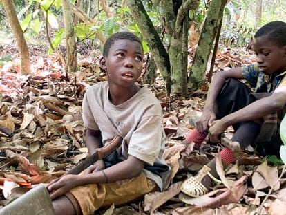 Niños trabajando en una plantación de coco en Costa de Marfil, en una imagen de archivo.