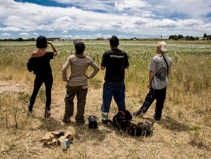 Cuatro jóvenes observan una finca con adormidera silvestre en la que se han colado para obtener opio, en el pueblo toledano de Ajofrín.