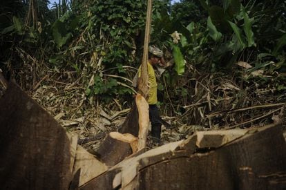 Masisea es el tercer distrito más afectado por la deforestación con fines ilegales en la Amazonía peruana. Sus pobladores dicen que las multinacionales llegaron para arrasar con todo.