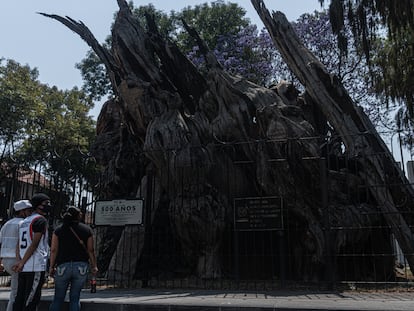 Visitantes observan este jueves la placa junto al ahuehuete por la conmemoración de los 500 años de la llamada noche victoriosa.