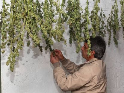 Secadero de marihuana de la Asociación Maritxu-Donosti en San Sebastián. 