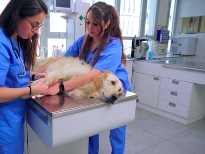 Así se adapta la tecnología médica al cuidado de los animales de compañía