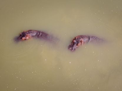 Un par de hipopótamos nadan en el río Magdalena, en doradal (Colombia), en marzo de 2022.