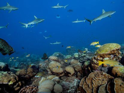 Los arrecifes de coral sanos mantienen la riqueza de la biodiversidad marina. En vídeo, las imágenes de los arrecifes.