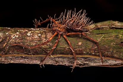 Insectos