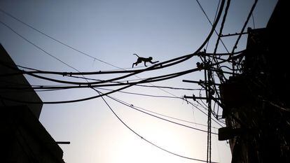 Un mono usa los cables eléctricos para cruzar una carretera muy transitada en Nueva Delhi (India).