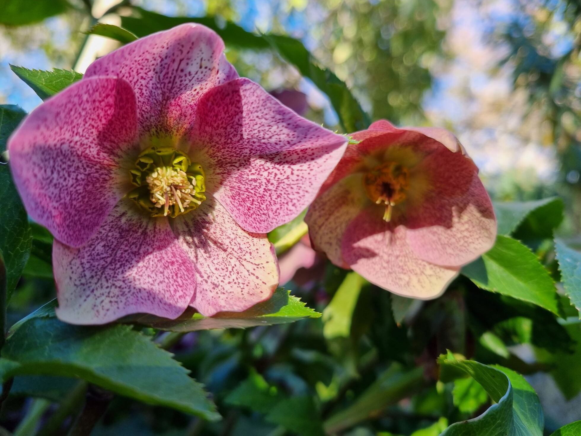 Plantas: Eléboros para el invierno | Madrid | EL PAÍS